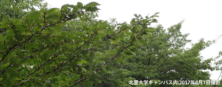 KOBALからの風景