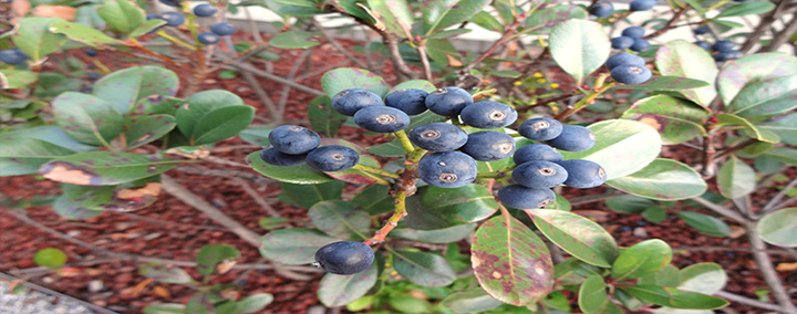 KOBALからの風景